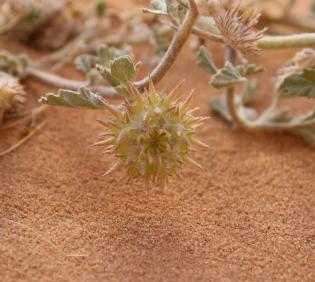 Neurada procumbens fruit