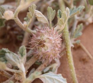 Neurada procumbens fruit