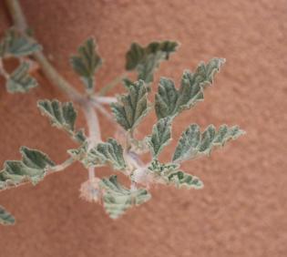 Neurada procumbens leaves