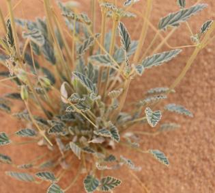 Monsonia nivea leaves