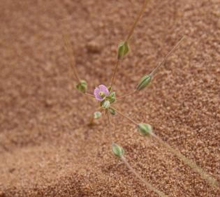 Monsonia nivea flower