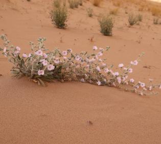 Whole plant
