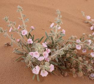 Whole plant