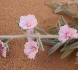 Convolvulus spicatus flowers