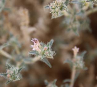 Moltkiopsis ciliata flower