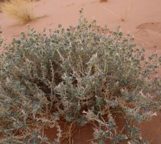Whole plant