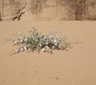 Convolvulus spicatus on a sand dune