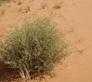 Whole plant