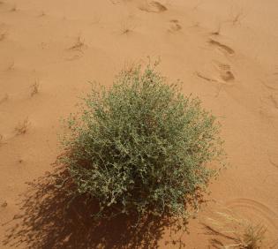 Whole plant