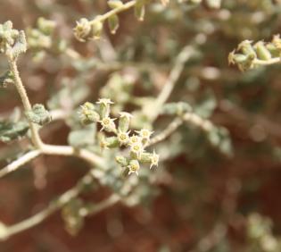 Heliotropium digynum flowers