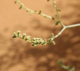 Heliotropium digynum flowers