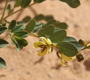 Senna italica flower