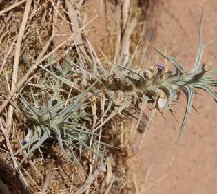 Whole plant