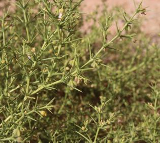 Zygophyllum arabicum fruits