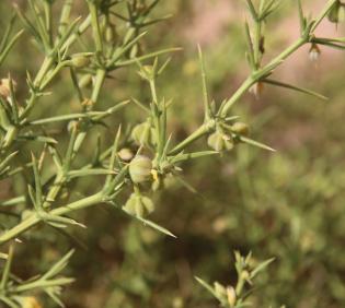 Zygophyllum arabicum fruits