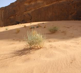 Scrophularia hypericifolia on a Sand dune
