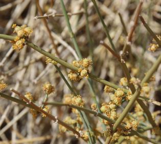 Ephedra alata flowers