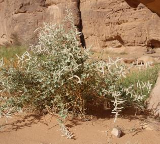 Aerva javanica in its immediate surroundings in a sandstone canyon