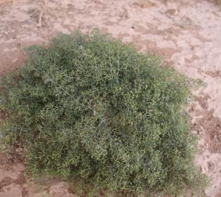 Whole plant