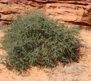 Whole plant