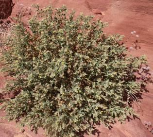 Whole plant