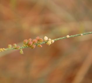 Ochradenus baccatus fruits