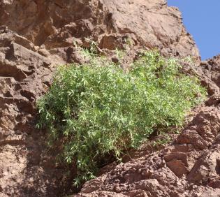 Whole plant