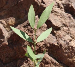 Salvadora persica leaves