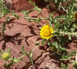 Asteriscus graveolens flower and leaves