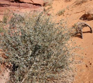 Whole plant