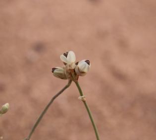 Ephedra ciliata fruit
