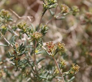 Gymnocarpos decander flower