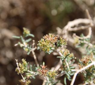 Gymnocarpos decander flower