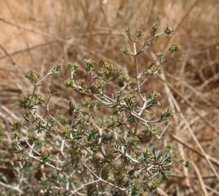 Gymnocarpos decander flowers and leaves