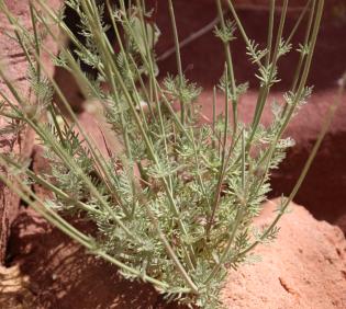 Lavandula coronopifolia leaves