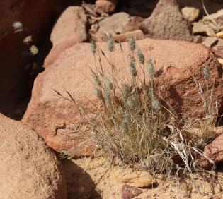 Whole plant