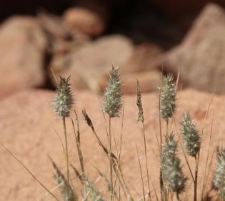 Enneapogon desvauxii fruits