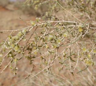 Haloxylon persicum fruits