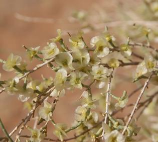 Haloxylon persicum fruits