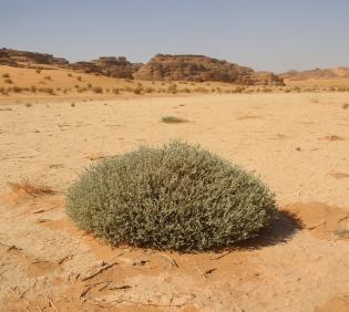 Whole plant