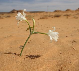 Pancratium sickenbergeri flowers