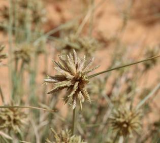 Cyperus conglomeratus flowers