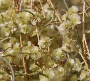 Haloxylon persicum fruits