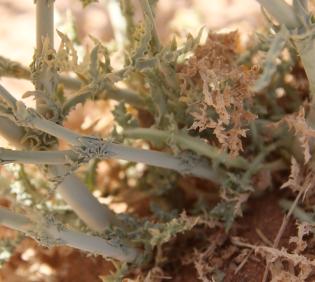 Launaea mucronata leaves