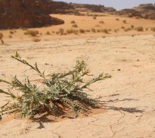 Centaurea pseudosinaica in an ephemeral flooded depression