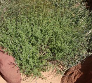 Whole plant