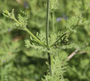 Lavandula pubescens leaves