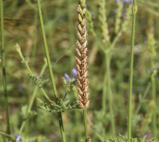 Lavandula pubescens fruits
