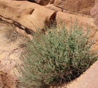 Whole plant
