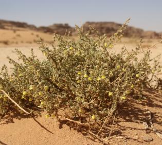 Whole plant